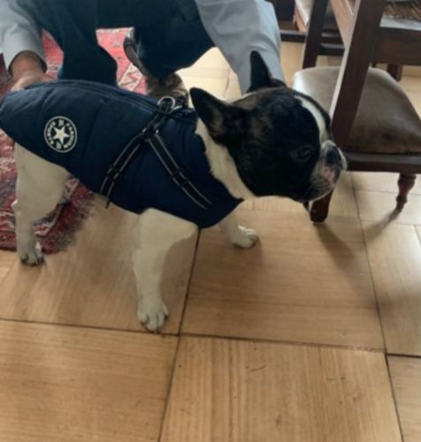 Customer photo review of Winterbody™ - Wetterbeständiger Hundemantel