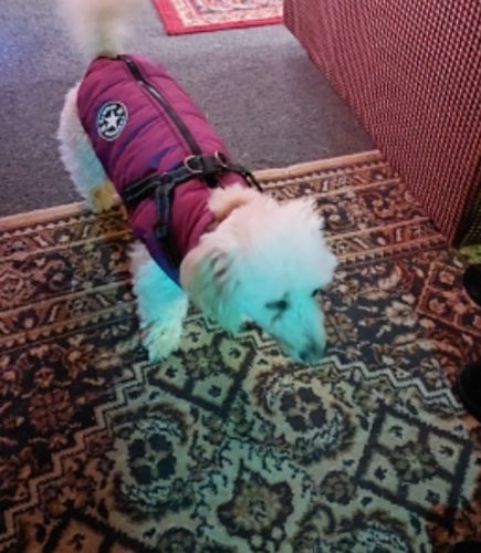 Customer photo review of Winterbody™ - Wetterbeständiger Hundemantel