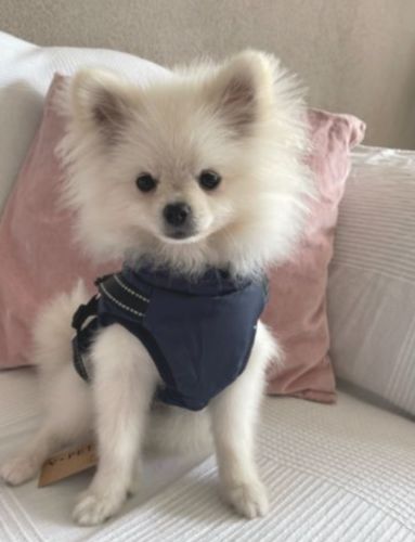 Customer photo review of Winterbody™ - Wetterbeständiger Hundemantel