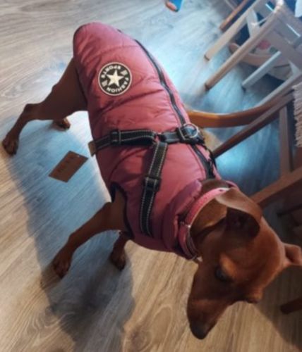 Customer photo review of Winterbody™ - Wetterbeständiger Hundemantel