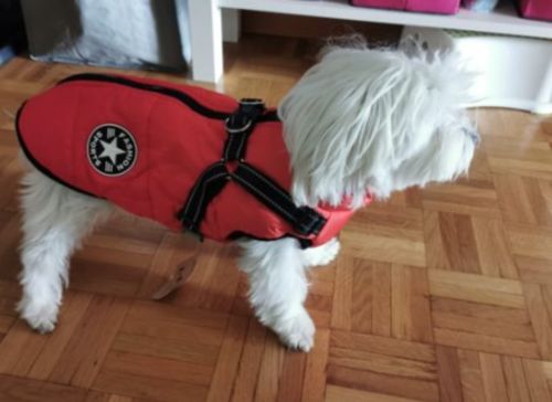 Customer photo review of Winterbody™ - Wetterbeständiger Hundemantel