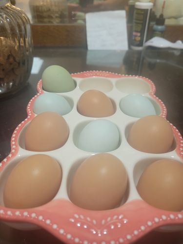 Customer photo review of GrubTerra Dried Larvae