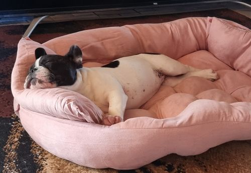 Customer photo review of PaWz Pet 2 Way Use Calming Mat