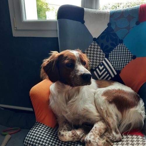 Customer photo review of Collier Anti Aboiement PuppySafe