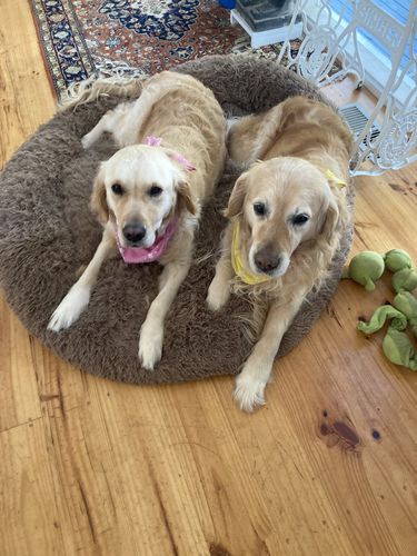 Customer photo review of Pawz Non-Removable Calming Pet Bed