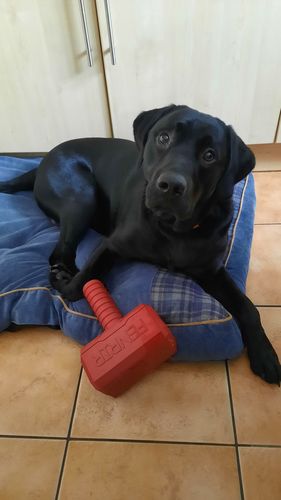 Customer photo review of The Fenrir Hammer