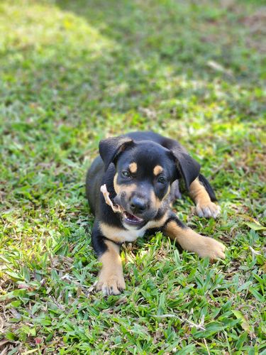 Customer photo review of Puppy Chews