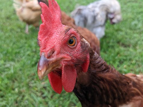 Customer photo review of GrubTerra Dried Larvae