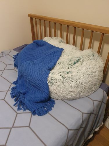 Customer photo review of PaWz Dog Calming Beds with Removable & Washable Cover
