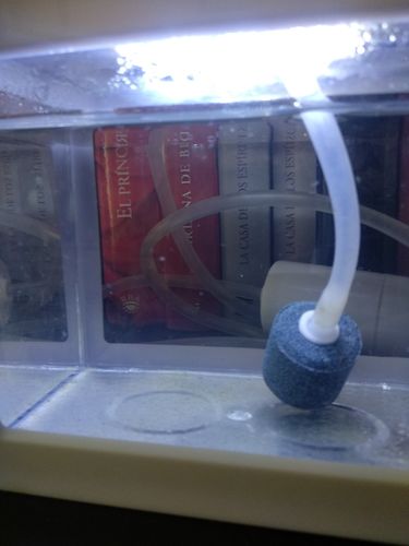 Customer photo review of Aqua Dragons Refill - Eggs