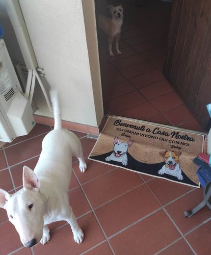 Customer photo review of Tappeto personalizzato con Cani & Gatti