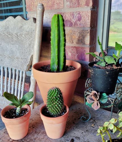 Customer photo review of San Pedro Cactus | Echinopsis pachanoi