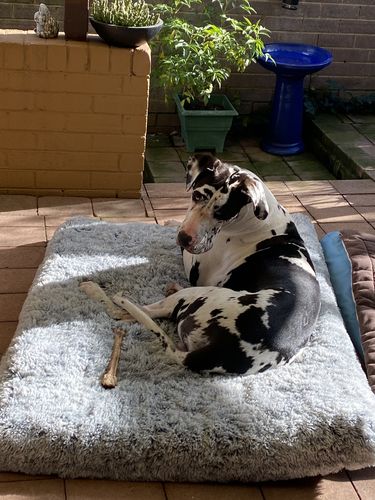 Customer photo review of PaWz Memory Foam Multimat