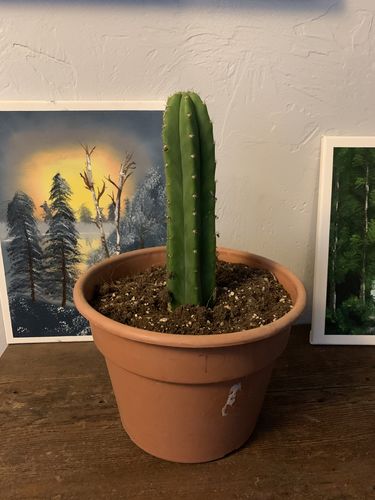 Customer photo review of San Pedro Cactus | Echinopsis pachanoi