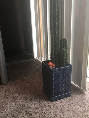 Customer photo review of San Pedro Cactus | Echinopsis pachanoi