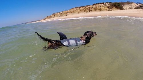 Customer photo review of Colete Salva-Vidas para Cães