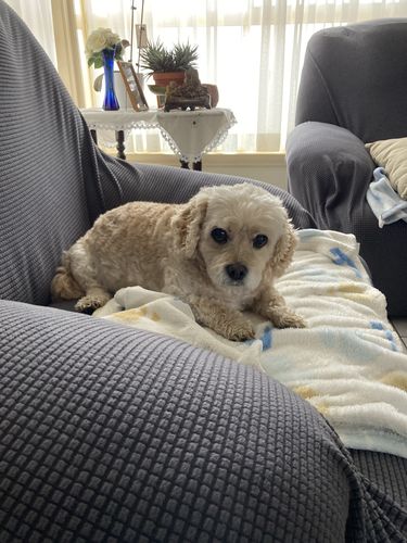 Customer photo review of Hemp Seed Oil for Dogs (200ml)
