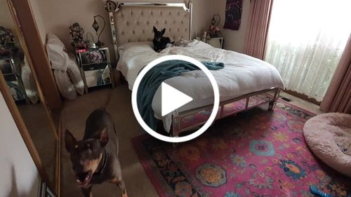 Customer video review of Hemp Seed Oil for Dogs (200ml)