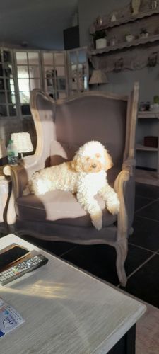 Customer photo review of Télécommande anti-aboiement PuppySafe