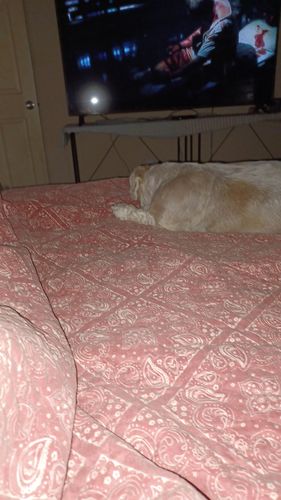 Customer photo review of Advanced Hip and Joint Supplement for Dogs With Glucosamine, Chondroitin, MSM, & Organic Turmeric - 120 ct