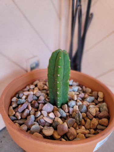 Customer photo review of San Pedro Cactus Cuttings | Echinopsis pachanoi Cuttings
