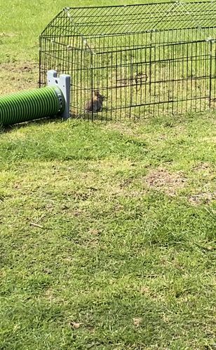 Customer photo review of Chicken/Rabbit Run Cage with Sun Cover - 185 x 75 x 75cm