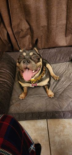 Customer photo review of Cuban Gold Collar