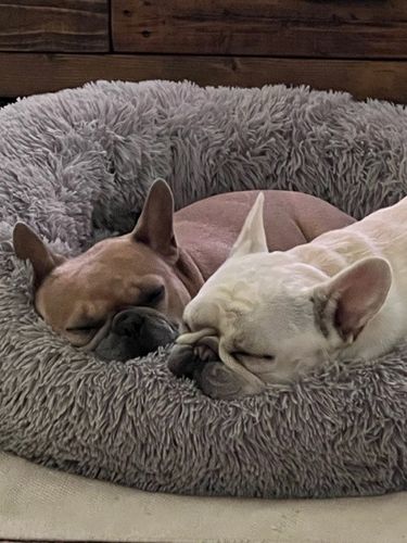 Customer photo review of Hemp Seed Oil for Dogs (200ml)