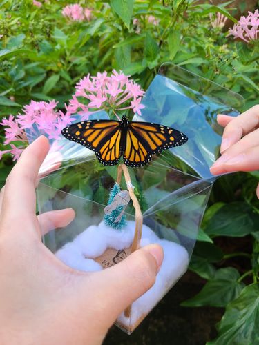 Customer photo review of Holiday Live Monarch Butterfly Chrysalis Box (Pre-order)