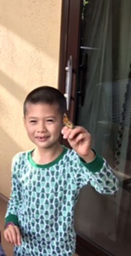 Customer photo review of Holiday Live Monarch Butterfly Chrysalis Box (Pre-order)
