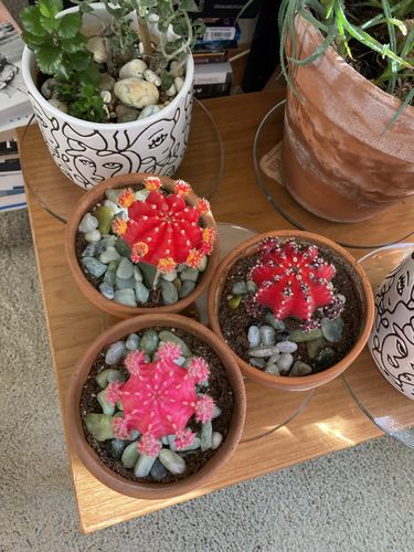 Customer photo review of Moon Cactus Red & Yellow | Gymnocalycium mihanovichii freidrichii