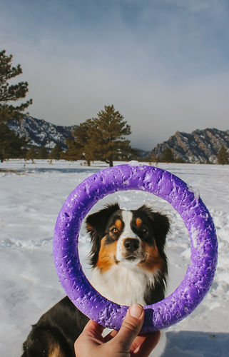 Customer photo review of Puller Dog Active Toy