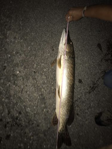 Customer photo review of Lure Drop