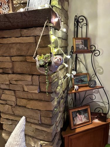 Customer photo review of The Slouching Sloth | Succulent Gift
