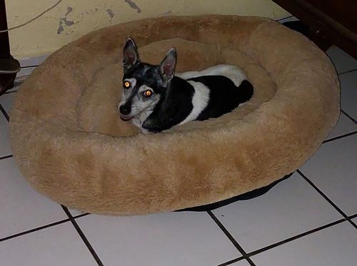 Customer photo review of Cama Antiestrés Para Perros
