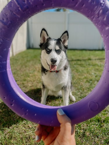 Customer photo review of Puller Dog Active Toy