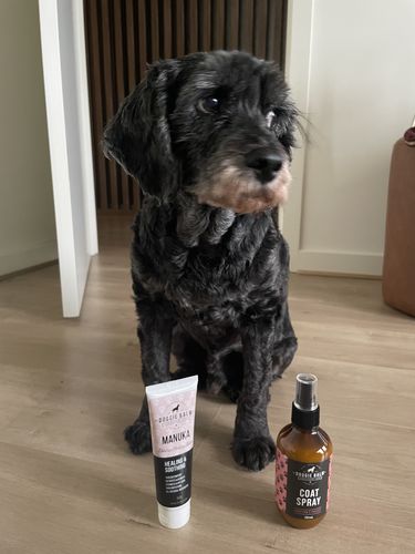 Customer photo review of DoggieBalm COAT Leave-In Spray Conditioner and Detangler. Formulated to moisturize and promote healthy, nourished dog coats