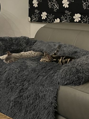 Customer photo review of Calming Couch Bed