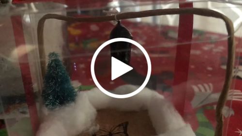 Customer video review of Holiday Live Monarch Butterfly Chrysalis Box (Pre-order)