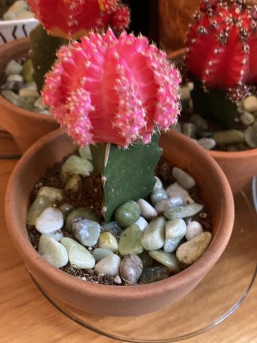 Customer photo review of Moon Cactus Pink | Gymnocalycium mihanovichii freidrichii