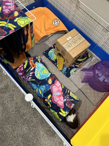 Customer photo review of GuineaDad Liner - Guinea Pig Fleece Liner with Pockets
