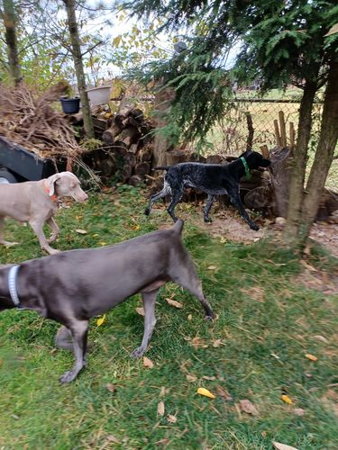 Customer photo review of Organic Coconut CBD Oil : Hip & Joints Health / Skin & Coat : 4 oz - 1,400 mg