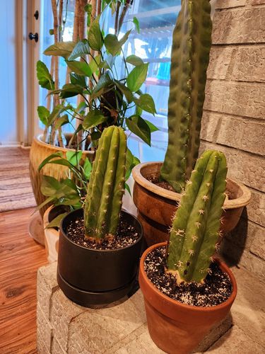 Customer photo review of San Pedro Cactus | Echinopsis pachanoi