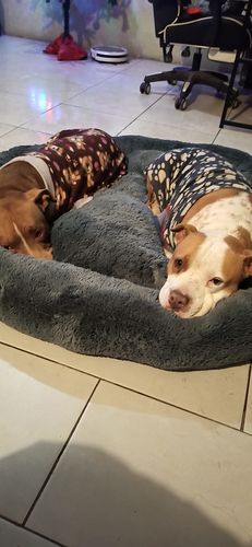 Customer photo review of Cama Antiestrés Para Perros