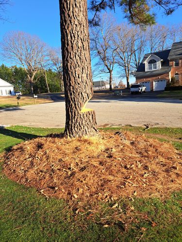 Customer photo review of Powerful Portable Top Handle Gas Powered Chainsaw 80CC