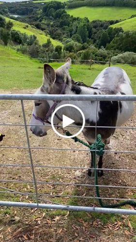 Customer video review of The New Pony Jet 2.0