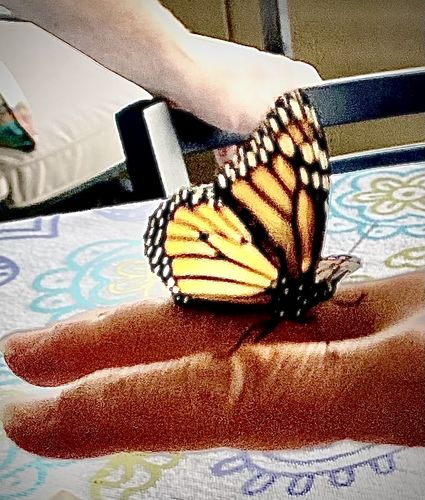 Customer photo review of Classic Live Monarch Butterfly Chrysalis Box