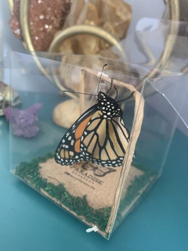 Customer photo review of Classic Live Monarch Butterfly Chrysalis Box