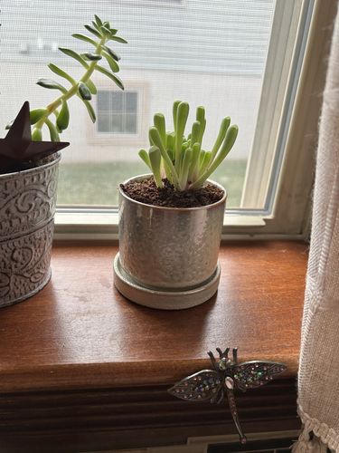 Customer photo review of Baby Toes | Fenestraria Aurantiaca