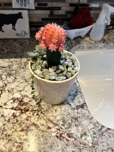 Customer photo review of Moon Cactus Pink | Gymnocalycium mihanovichii freidrichii